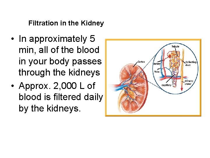 Filtration in the Kidney • In approximately 5 min, all of the blood in