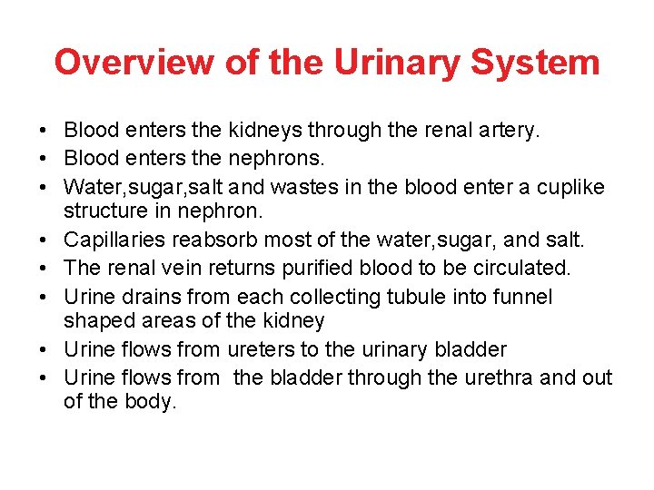 Overview of the Urinary System • Blood enters the kidneys through the renal artery.