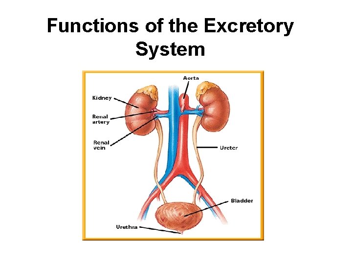 Functions of the Excretory System 