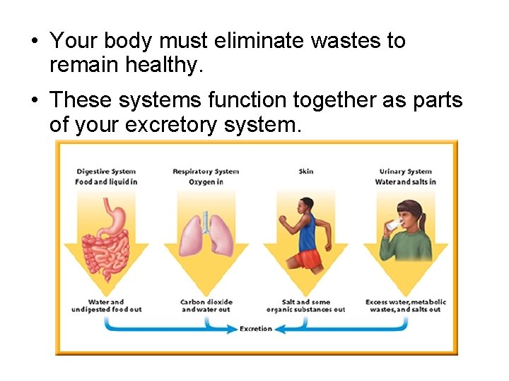  • Your body must eliminate wastes to remain healthy. • These systems function