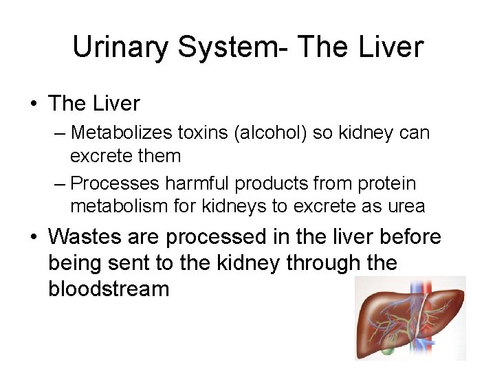 Urinary System- The Liver • The Liver – Metabolizes toxins (alcohol) so kidney can