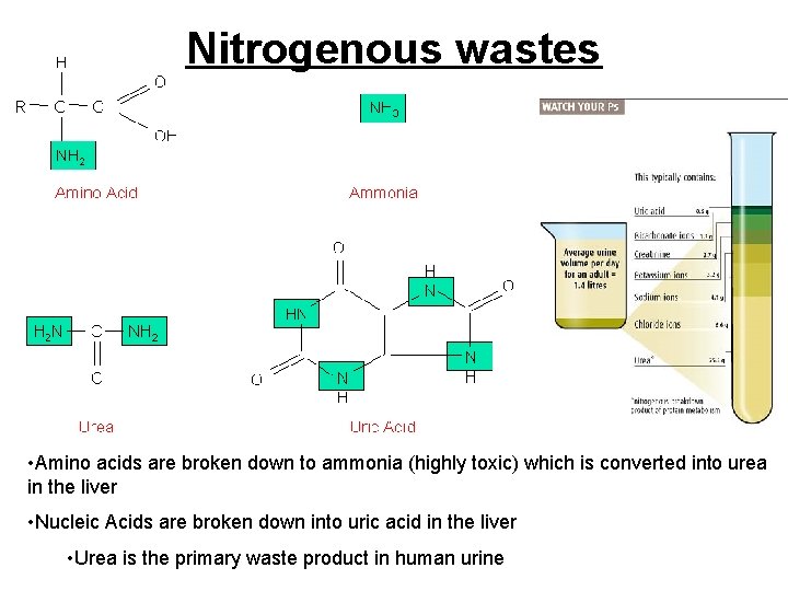 Nitrogenous wastes • Amino acids are broken down to ammonia (highly toxic) which is