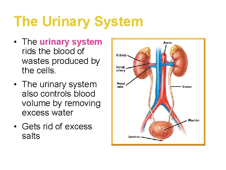 The Urinary System • The urinary system rids the blood of wastes produced by