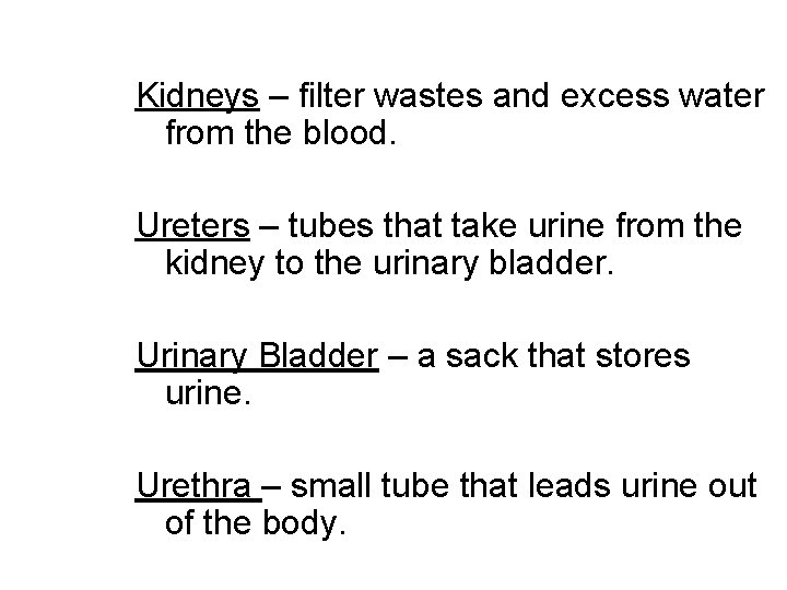 Kidneys – filter wastes and excess water from the blood. Ureters – tubes that