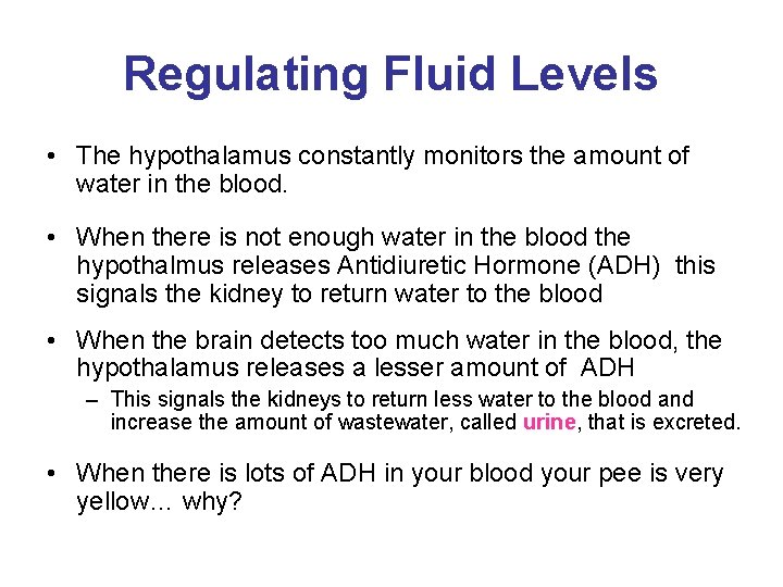 Regulating Fluid Levels • The hypothalamus constantly monitors the amount of water in the