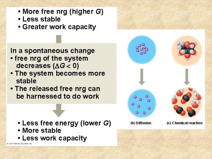  • More free nrg (higher G) • Less stable • Greater work capacity