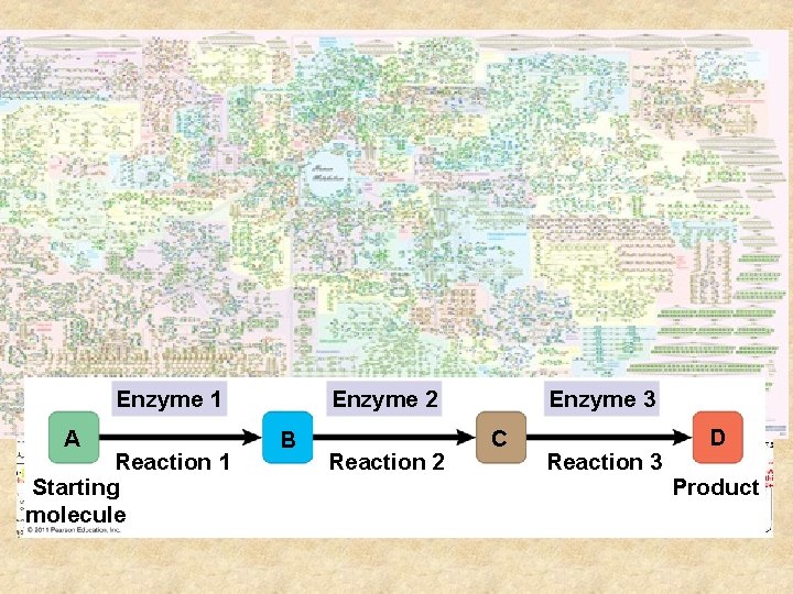 Metabolism • The total of all chemical rxn in an organism – Aranged in