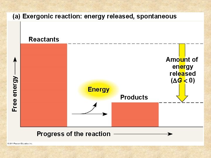 (a) Exergonic reaction: energy released, spontaneous Free energy Reactants Amount of energy released (