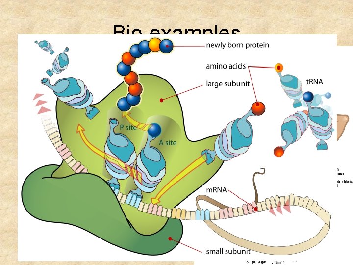Bio examples • Exergonic = digestion • Endergonic = protein synthesis 