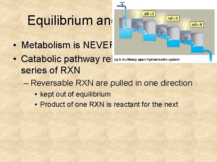 Equilibrium and Metabolism • Metabolism is NEVER at equilibrium • Catabolic pathway releases free