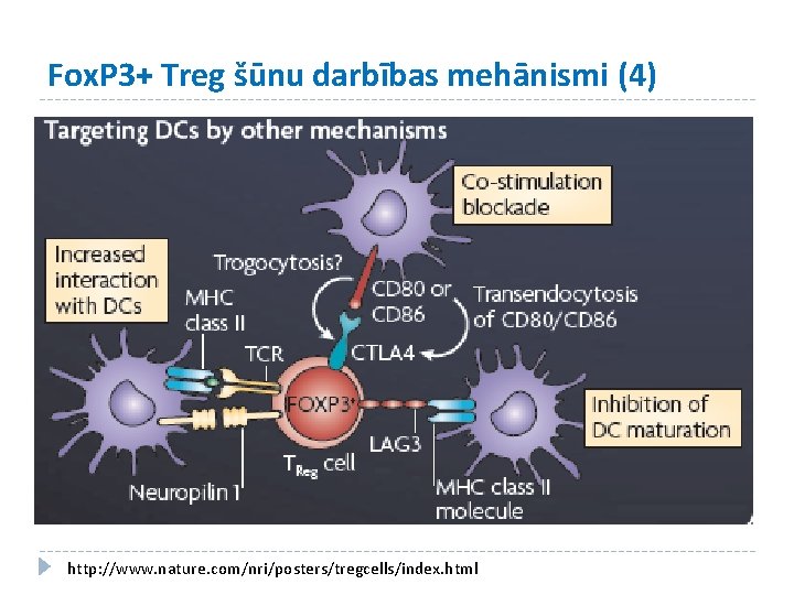 Fox. P 3+ Treg šūnu darbības mehānismi (4) http: //www. nature. com/nri/posters/tregcells/index. html 