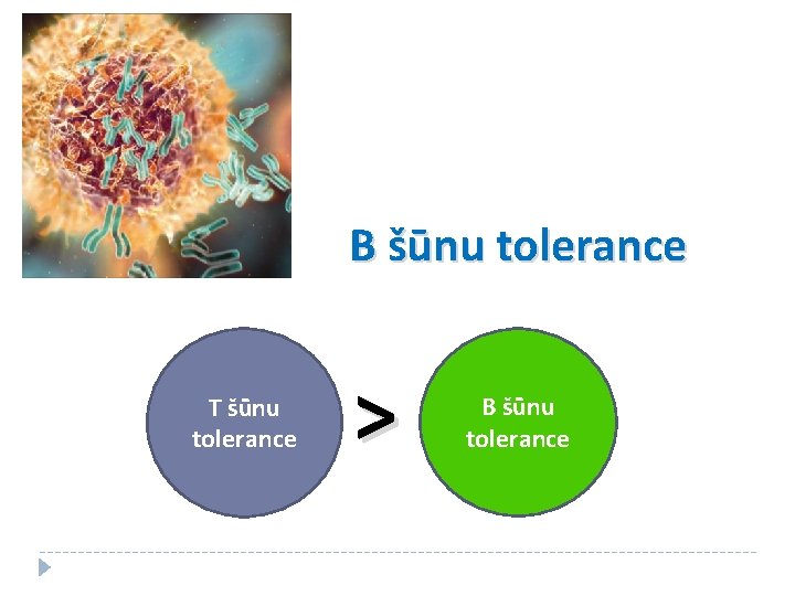 B šūnu tolerance T šūnu tolerance > B šūnu tolerance 