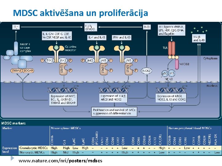 MDSC aktivēšana un proliferācija www. nature. com/nri/posters/mdscs 