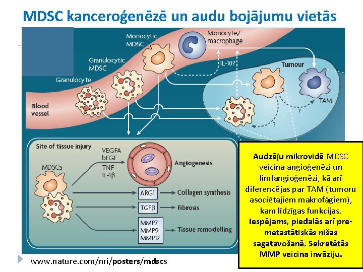 MDSC kanceroģenēzē un audu bojājumu vietās www. nature. com/nri/posters/mdscs Audzēju mikrovidē MDSC veicina angioģenēzi
