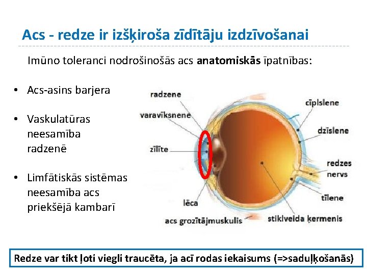 Acs - redze ir izšķiroša zīdītāju izdzīvošanai Imūno toleranci nodrošinošās acs anatomiskās īpatnības: •