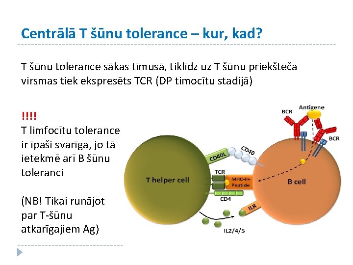 Centrālā T šūnu tolerance – kur, kad? T šūnu tolerance sākas tīmusā, tiklīdz uz