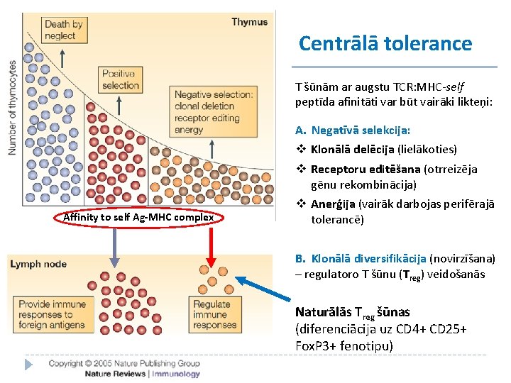 Centrālā tolerance T šūnām ar augstu TCR: MHC-self peptīda afinitāti var būt vairāki likteņi: