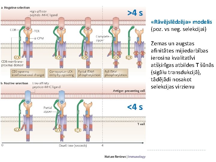 >4 s «Rāvējslēdzēja» modelis (poz. vs neg. selekcijai) Zemas un augstas afinitātes mijiedarbības ierosina