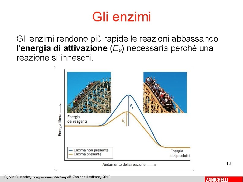 Gli enzimi rendono più rapide le reazioni abbassando l’energia di attivazione (Ea) necessaria perché