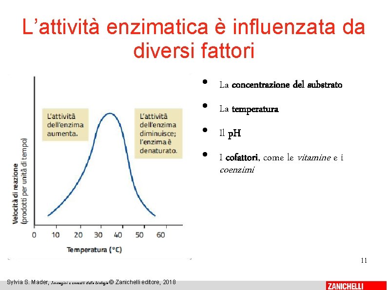 L’attività enzimatica è influenzata da diversi fattori • • La concentrazione del substrato La