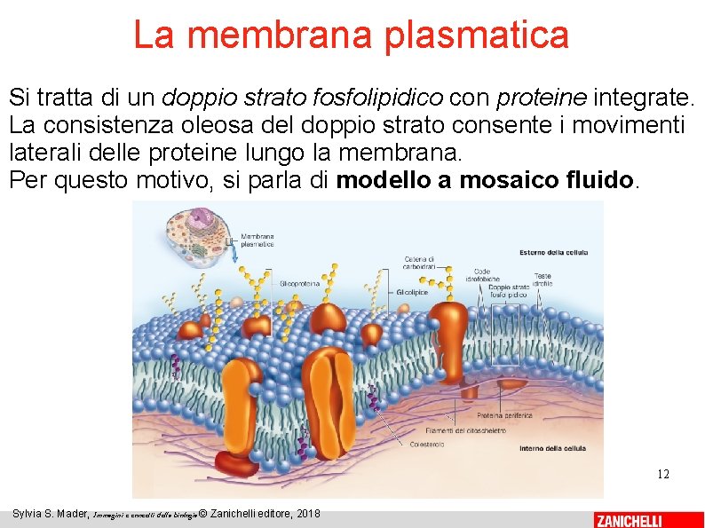 La membrana plasmatica Si tratta di un doppio strato fosfolipidico con proteine integrate. La