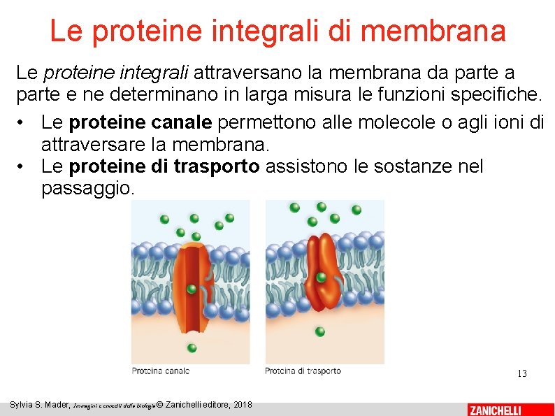 Le proteine integrali di membrana Le proteine integrali attraversano la membrana da parte e