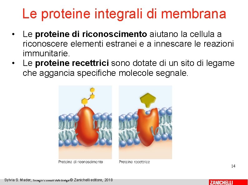 Le proteine integrali di membrana • Le proteine di riconoscimento aiutano la cellula a