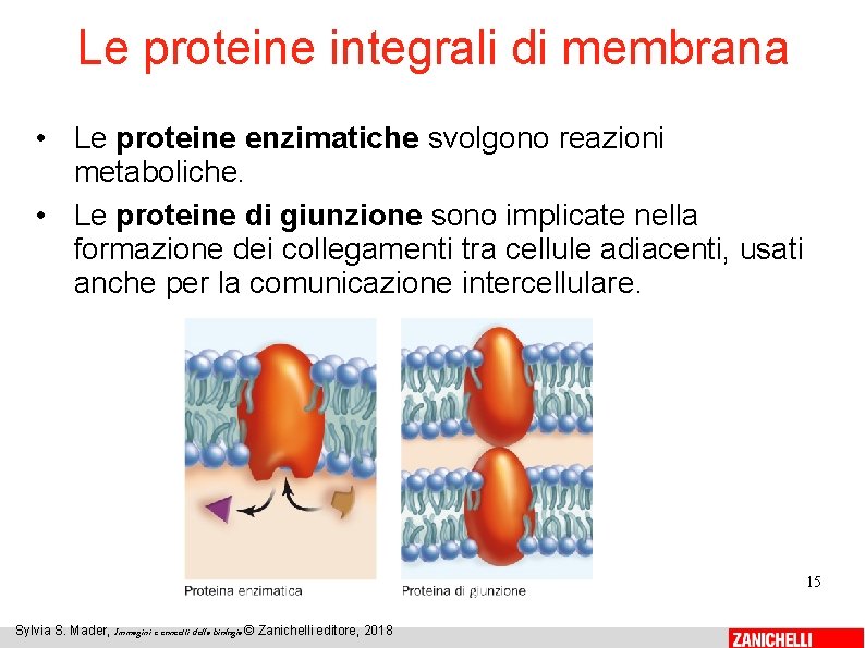 Le proteine integrali di membrana • Le proteine enzimatiche svolgono reazioni metaboliche. • Le