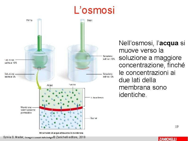 L’osmosi Nell’osmosi, l’acqua si muove verso la soluzione a maggiore concentrazione, finché le concentrazioni