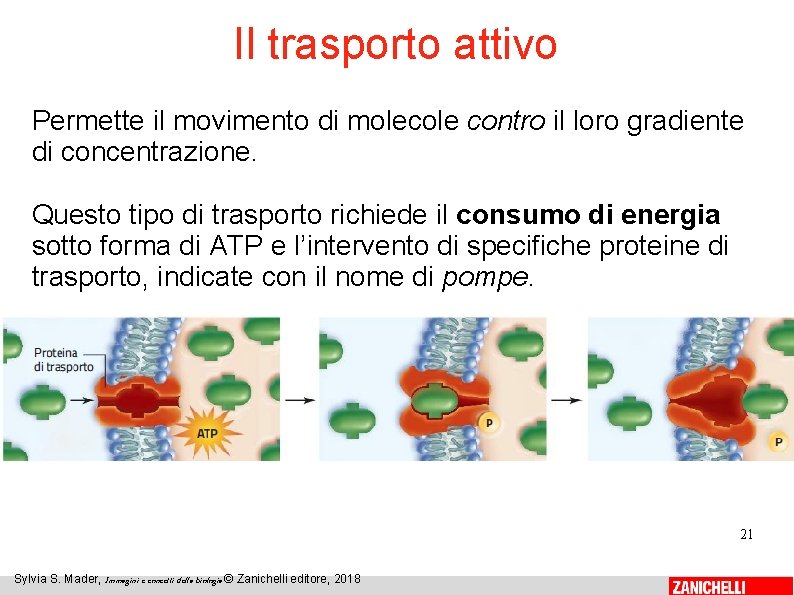 Il trasporto attivo Permette il movimento di molecole contro il loro gradiente di concentrazione.