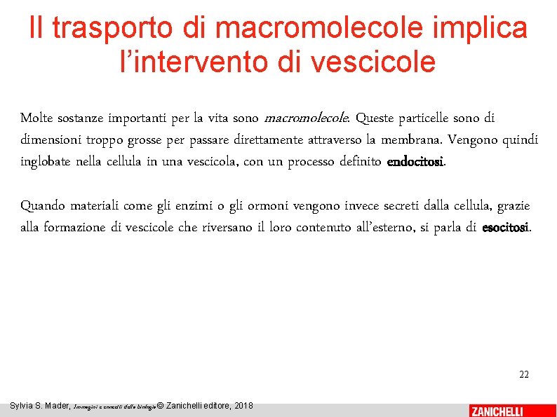 Il trasporto di macromolecole implica l’intervento di vescicole Molte sostanze importanti per la vita