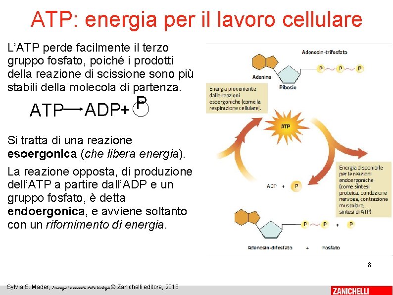 ATP: energia per il lavoro cellulare L’ATP perde facilmente il terzo gruppo fosfato, poiché