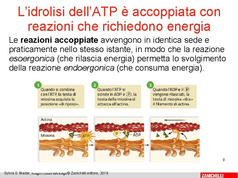 L’idrolisi dell’ATP è accoppiata con reazioni che richiedono energia Le reazioni accoppiate avvengono in