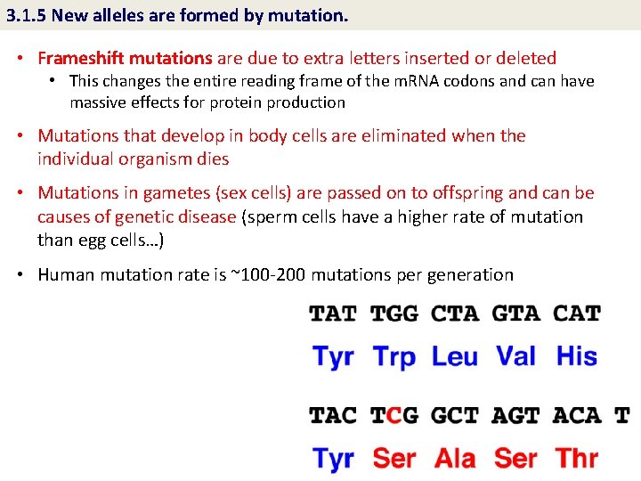 3. 1. 5 New alleles are formed by mutation. • Frameshift mutations are due