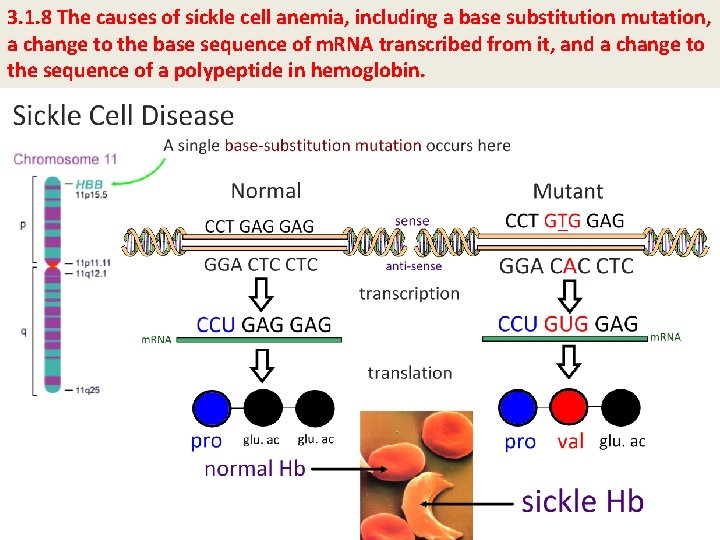 3. 1. 8 The causes of sickle cell anemia, including a base substitution mutation,