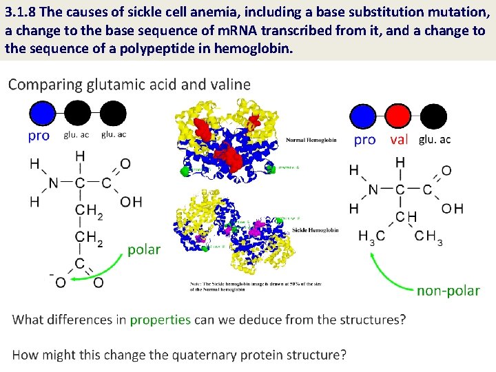 3. 1. 8 The causes of sickle cell anemia, including a base substitution mutation,