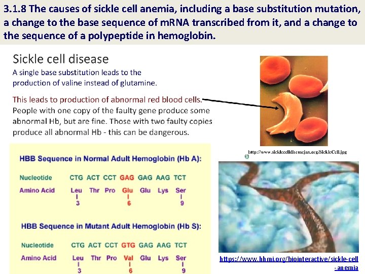 3. 1. 8 The causes of sickle cell anemia, including a base substitution mutation,