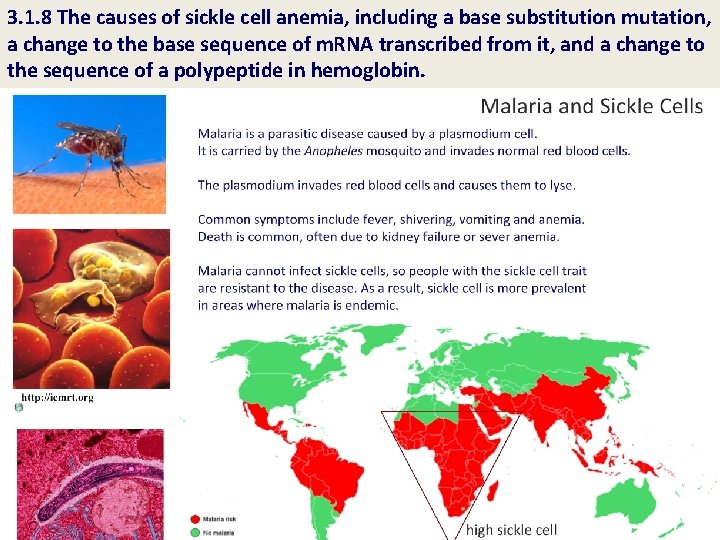 3. 1. 8 The causes of sickle cell anemia, including a base substitution mutation,