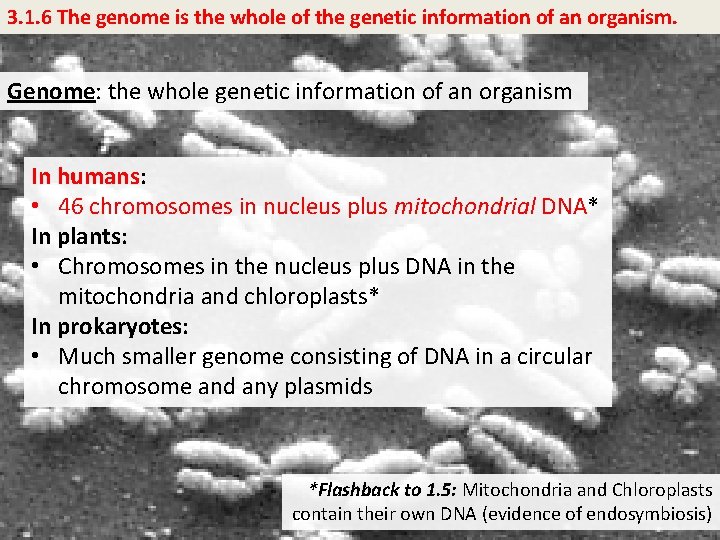 3. 1. 6 The genome is the whole of the genetic information of an