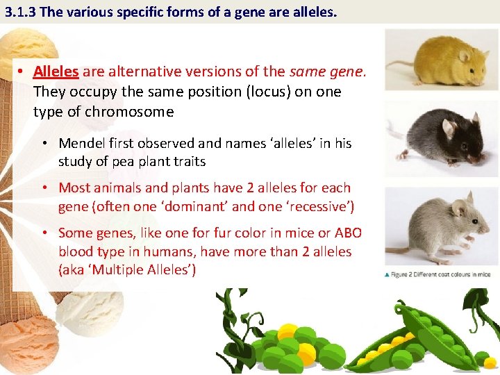 3. 1. 3 The various specific forms of a gene are alleles. • Alleles
