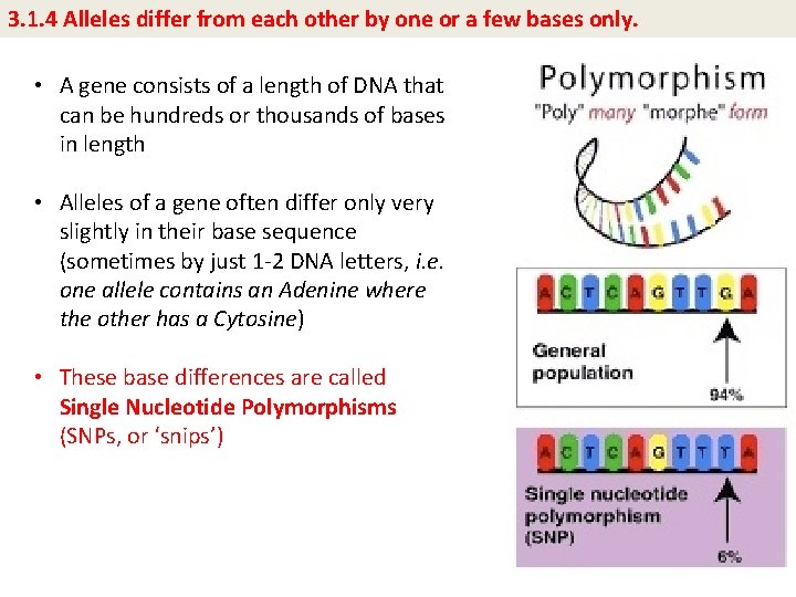 3. 1. 4 Alleles differ from each other by one or a few bases