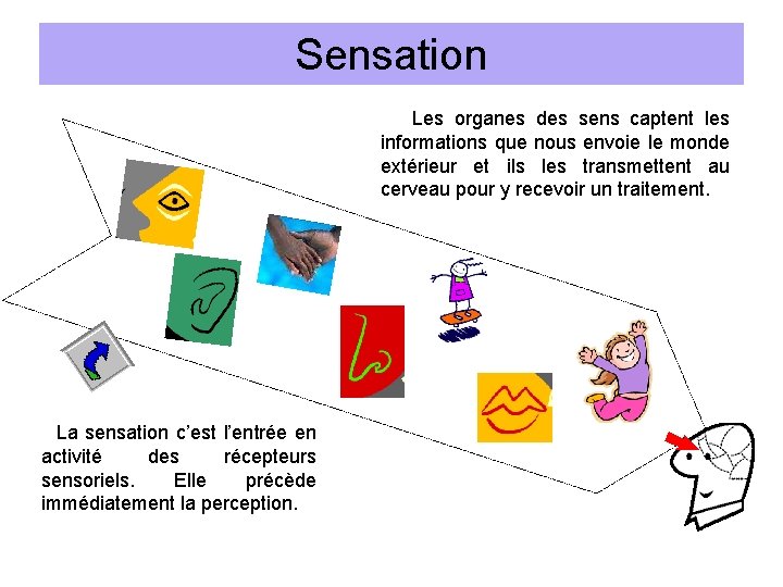 Sensation Les organes des sens captent les informations que nous envoie le monde extérieur