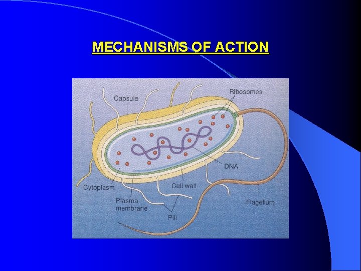 MECHANISMS OF ACTION 