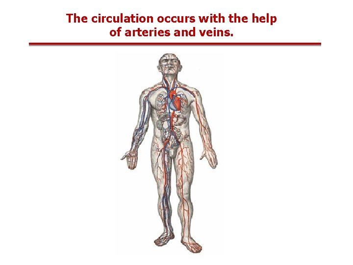 The circulation occurs with the help of arteries and veins. 