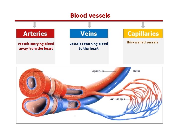 Blood vessels Arteries Veins Capillaries vessels carrying blood away from the heart vessels returning