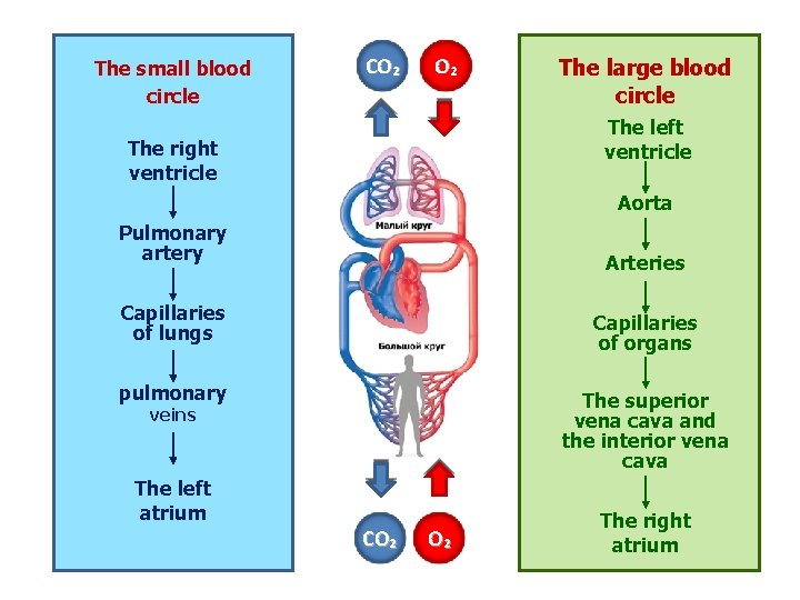 The small blood circle СО₂ О₂ The large blood circle The left ventricle The