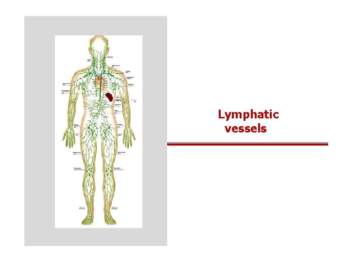Lymphatic vessels 