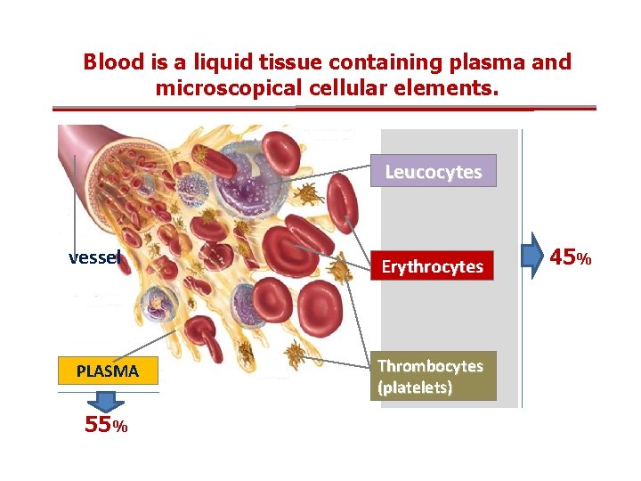 Blood is a liquid tissue containing plasma and microscopical cellular elements. Leucocytes vessel PLASMA