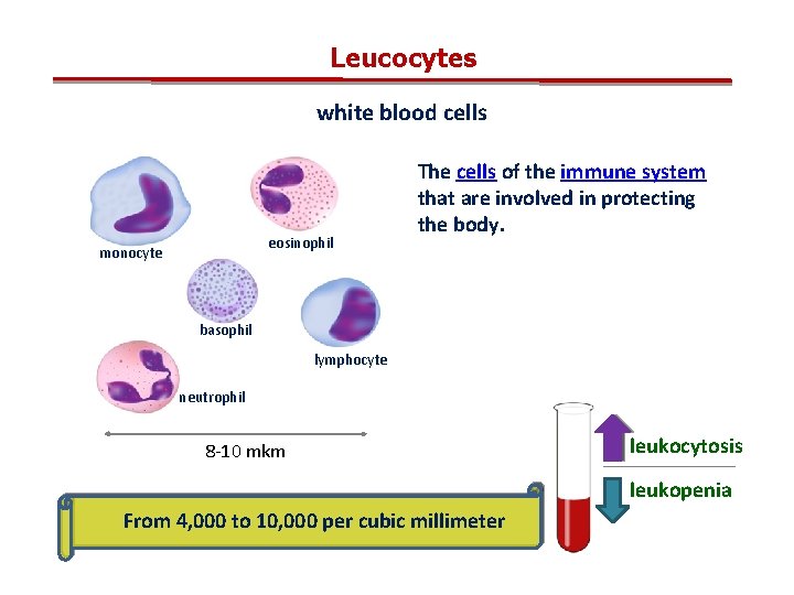 Leucocytes white blood cells eosinophil monocyte The cells of the immune system that are