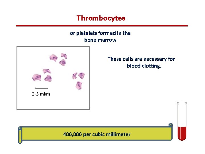 Thrombocytes or platelets formed in the bone marrow These cells are necessary for blood